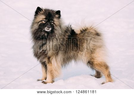 Funny Young Keeshond, Keeshonden dog play in snow, winter season. Sunny day