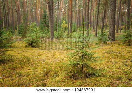 Pine trees in wild autumn coniferous forest reserve park. Nature of evergreen coniferous forest. Nobody. Focus on fir tree on foreground
