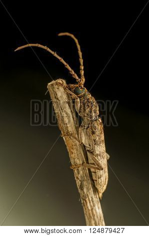 Longhorn beetle solitary break in the wooden handle at night