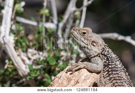 Starred Agama  lizard on a rock at the island of Delos in Cyprus