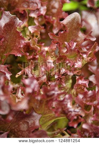 Red leaf salad lettuce variety Lollo Rosso.