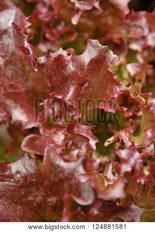Red leaf salad lettuce variety Lollo Rosso.