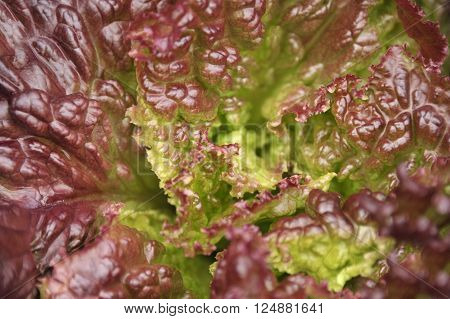 Red leaf salad lettuce variety Lollo Rosso.