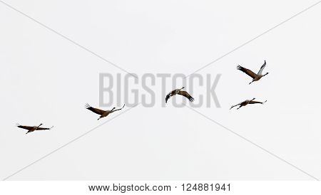 Silhouette of five flying crane bird in the early morning light