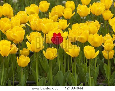 Tulip flower field blooming in the garden