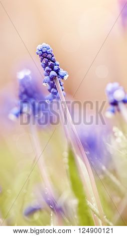 Blue flowers of a muskari in dew at sunrise.