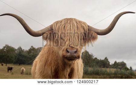Close up of a brown bull of the Highland cattle breed with long, curved horns and a long fringe of hair covering his eyes