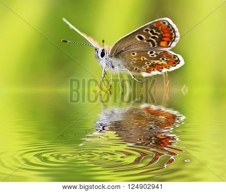 batterfly in the river
