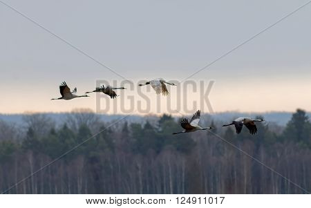 Silhouette of five flying crane bird in the early morning light forest and sky in the background