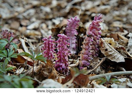 grow toothwort in natural habitat on spring Lathraea squamaria
