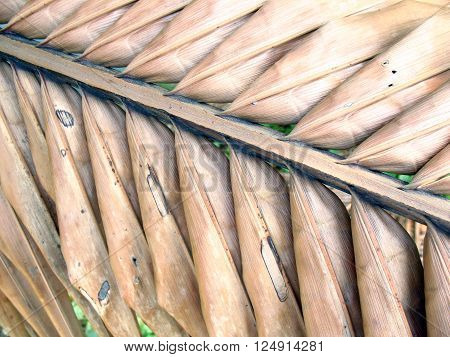 Abstract background of dried coconut leaves,dried coconut leafs