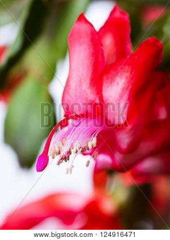 Blooming Christmas Cactus Schlumbergera isolated on white background
** Note: Shallow depth of field