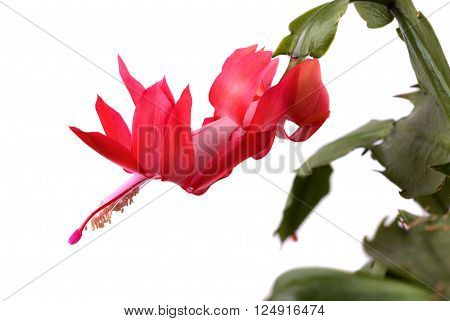 Blooming Christmas Cactus Schlumbergera isolated on white background