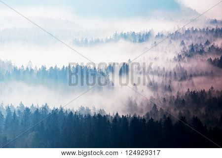 Autumn Sunrise Forest In A Beautiful Mountain Within Inversion. Treetops  Increased From Foggy Backg