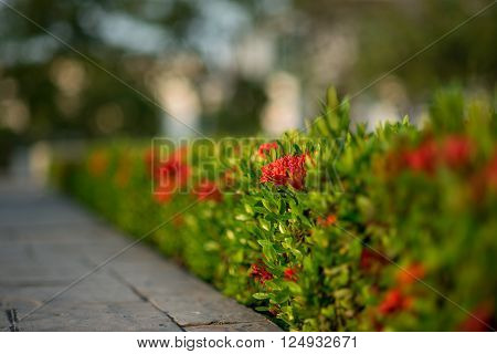 A bush of red needle flowers (Coccinea) by the sidewalk.