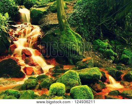 Cascades In Rapids Of Mineral Water. Red Ferric Sediments On Big Mossy Boulders Between Ferns.