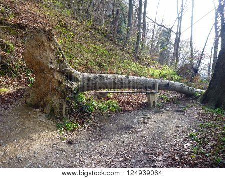 Fallen Tree Lying Over A Broken Bench On A Way To The Castle