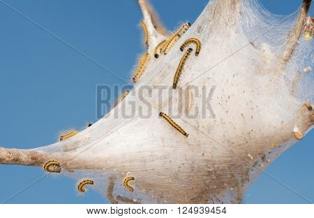 eastern Tent Caterpillars on their web in an apple tree in early spring with blue sky background