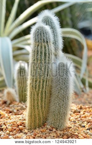 Old Peruvian Man Cacti From The Andes Mountains