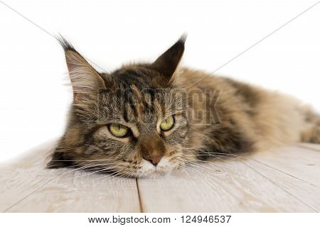 Maine Coon on a wooden table close-up