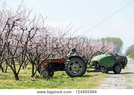 Veria Greece - March 19 2016: Farmer with tractor using a air blast sprayer with a chemical insecticide or fungicide in the orchard of peach trees in northern Greece