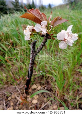 Macro photo of a successful graft in the branch of a cherry tree in bloom.