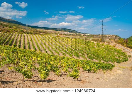 Rows of young vineyards in Crimean mountains at fall season