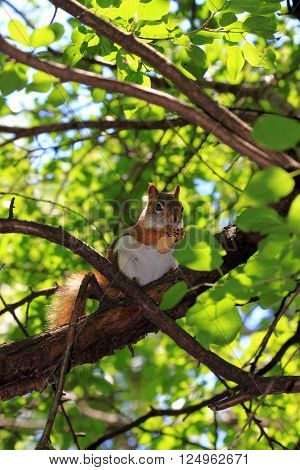 A red squirrel in a tree foraging.