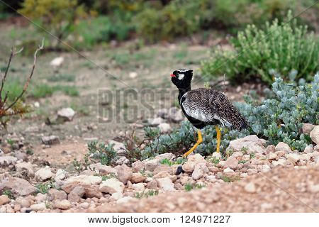 Northern Black Korhaan (Afrotis afraoides) also known as the white-quilled bustard in Etosha National Park Namibia Africa.
** Note: Visible grain at 100%, best at smaller sizes
