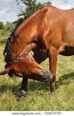 Spring horse grazing on the lawn one.