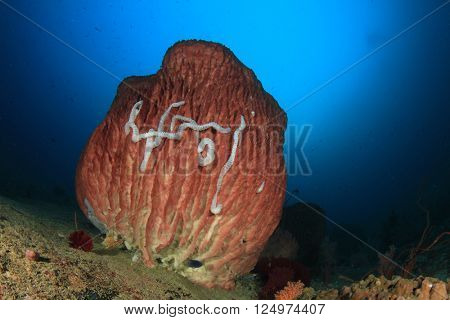 Barrel Sponge on underwater coral reef
