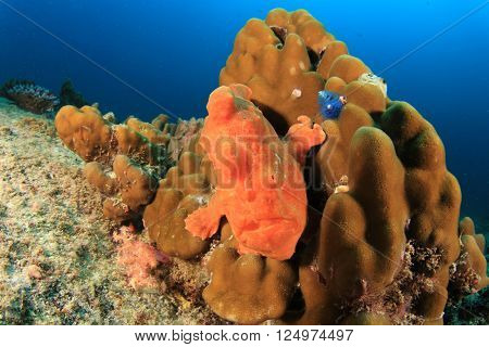 Frogfish
