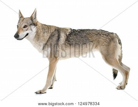 czechoslovakian wolf dog in front of white background