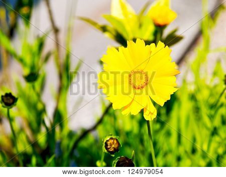 In Italy Dasy Yellow Flower Field Nature And Spring