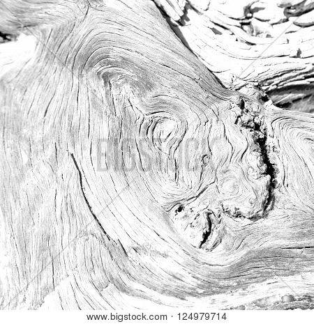 Barck In The Abstract Close Up Of A Tree Color And Texture