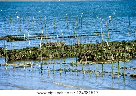 Growing oysters at low tide at the port of Arcachon, France