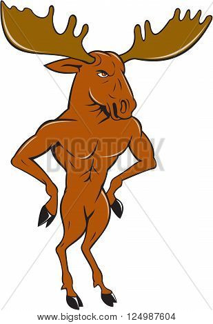 Illustration of a moose standing hands akimbo on hips looking to the side set on isolated white background done in cartoon style.