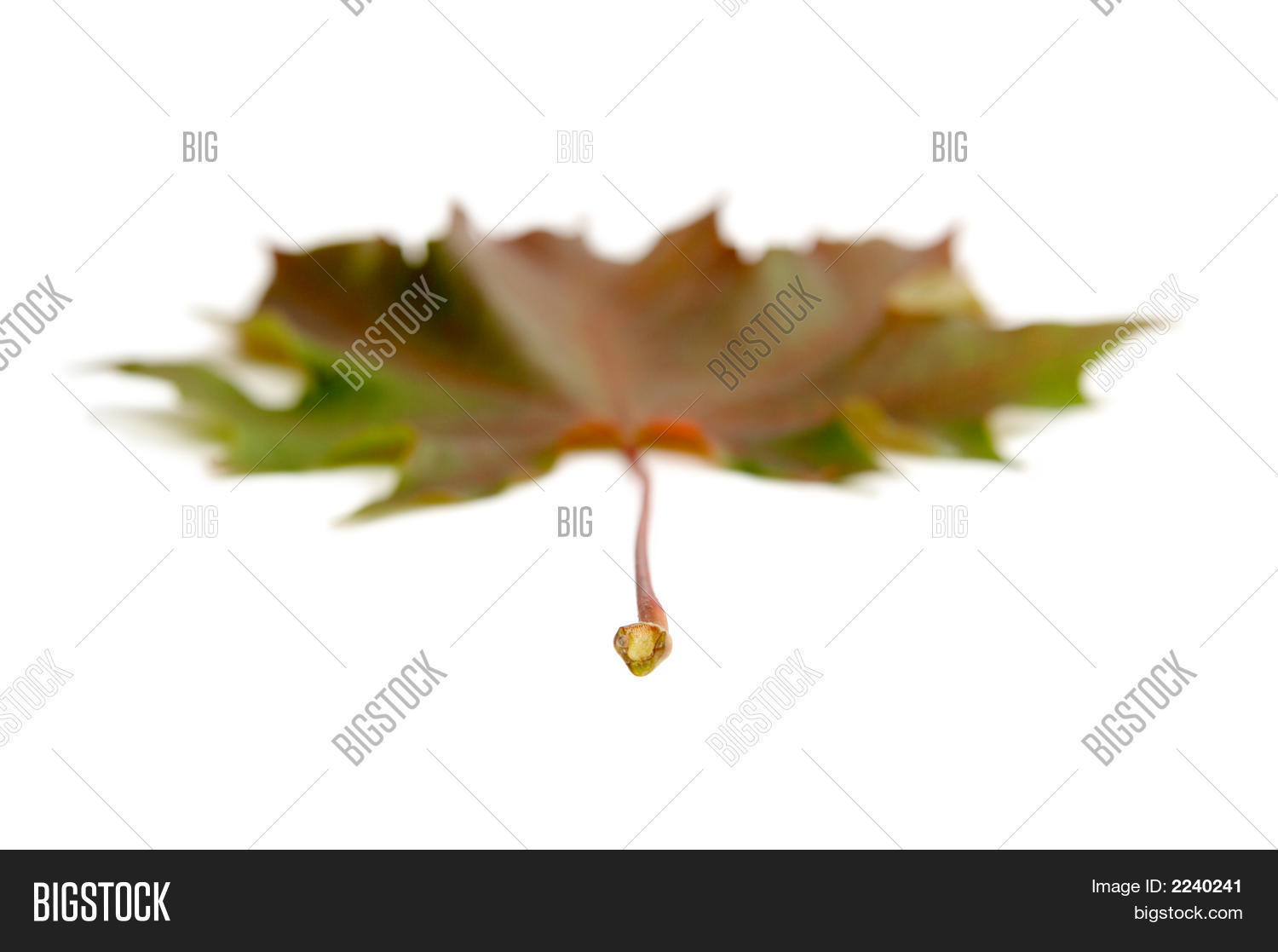 Image Preview