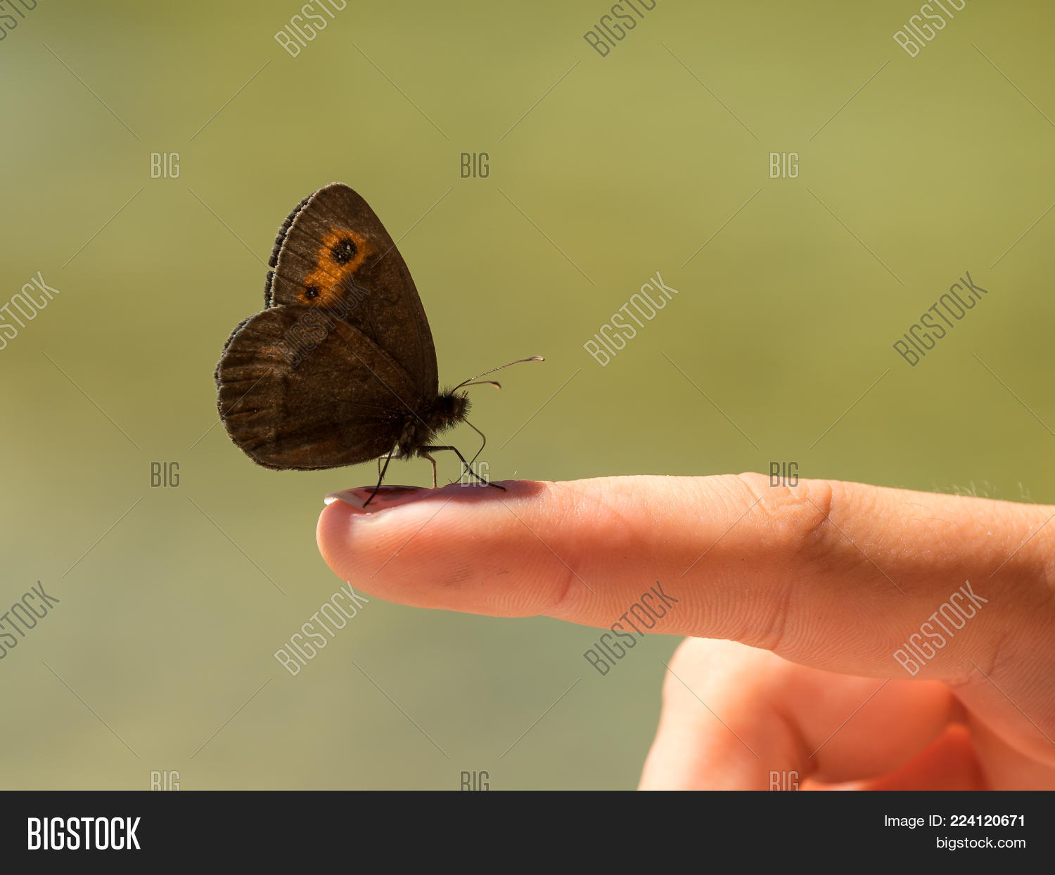 Image Preview