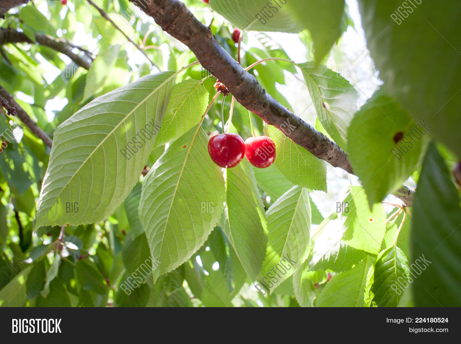 Image Preview