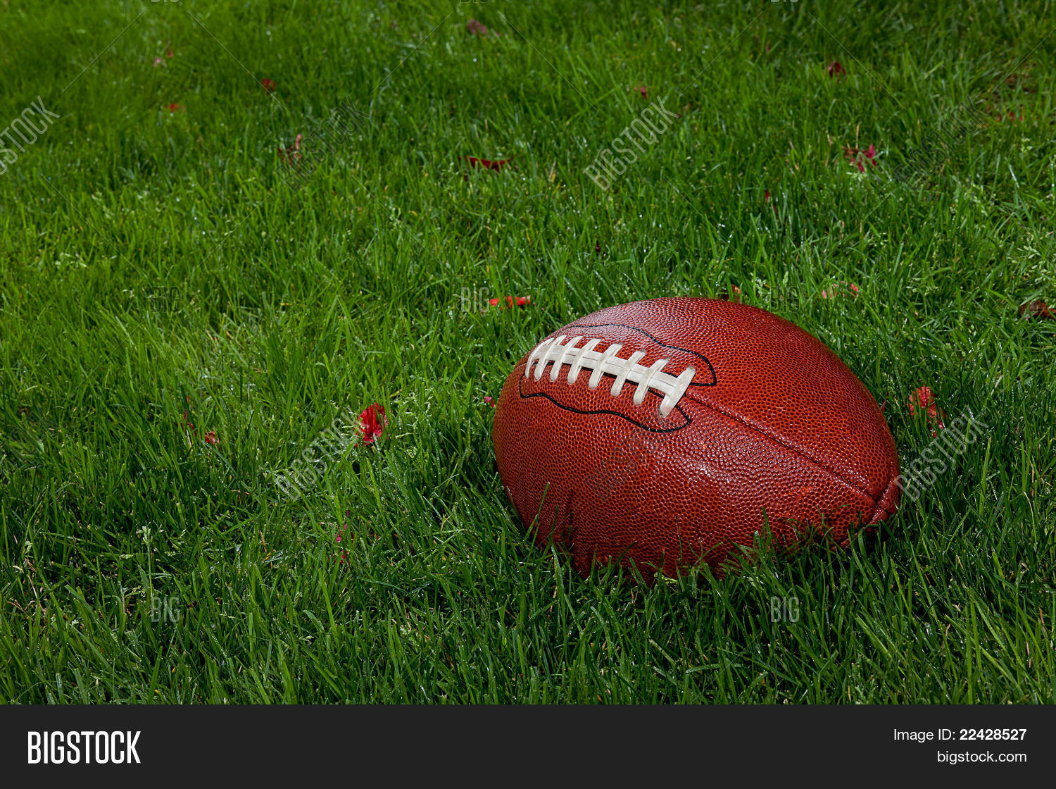 Wet Football On Grass Image & Photo (Free Trial) Bigstock