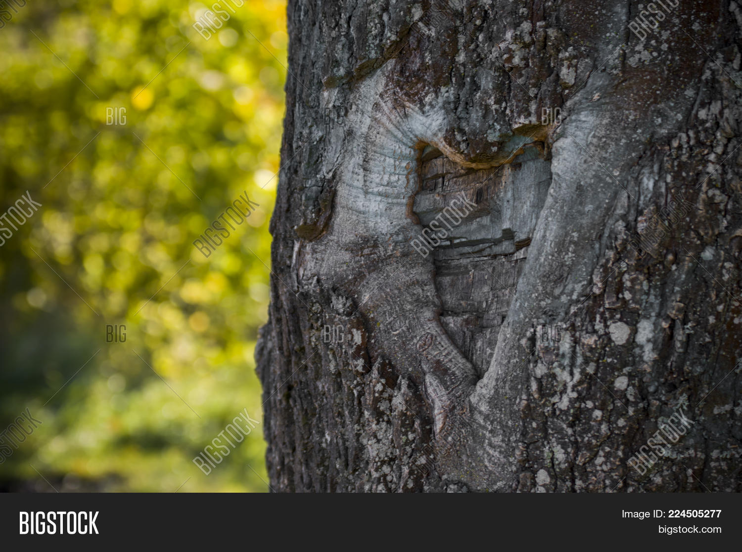 Image Preview