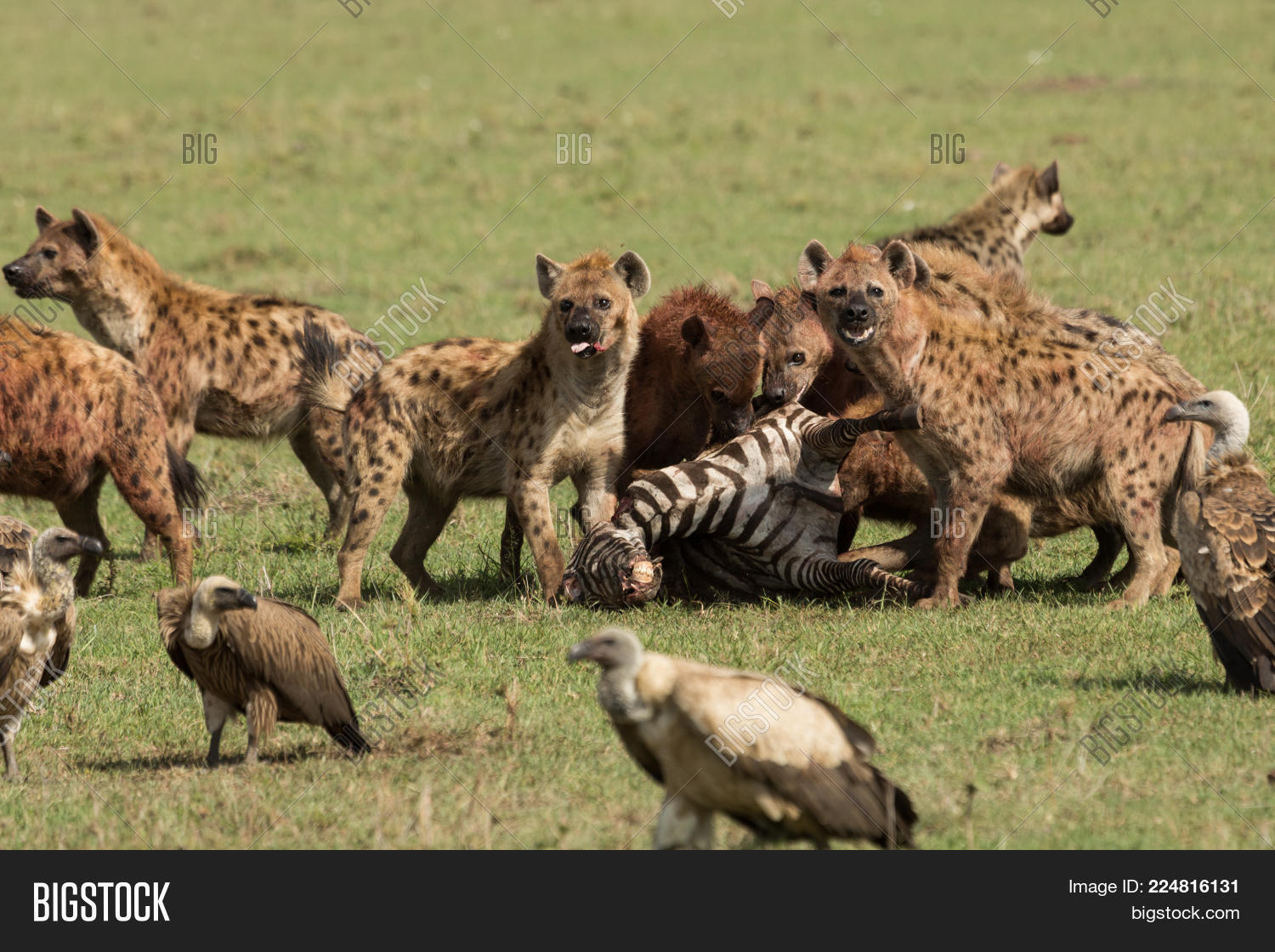 African Hyena Fight