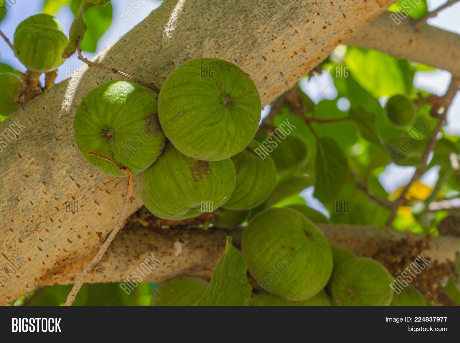 Image Preview