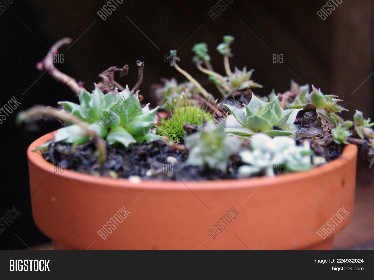 Image Preview