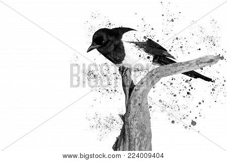 black and white beautiful bird and spray , birds, wildlife, animals