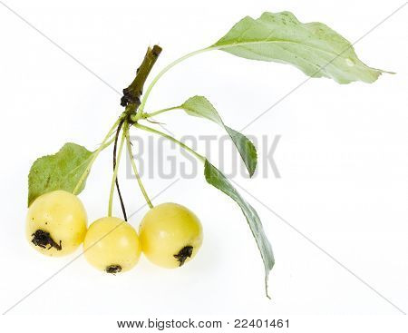 sivuliikkeen apple juoksetetta