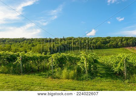 Beautiful rows of grapes before harvesting (Gaspereau Vineyard, Nova Scotia, Canada)