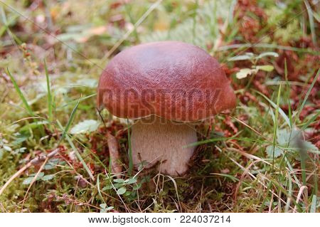Mushroom (Boletus edulis) growing in autumn forest