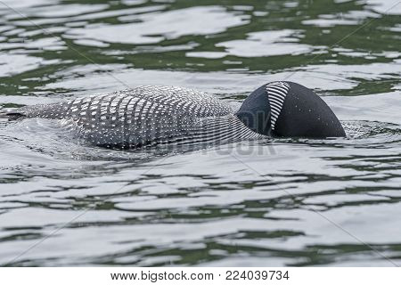 Common Loon Looking for Fish in Water in Ottertrack Lake in the Boundary Waters in Minnesota